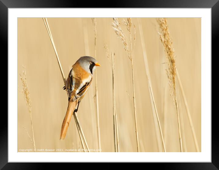 Bearded tit on a reed stem Framed Mounted Print by Keith Bowser