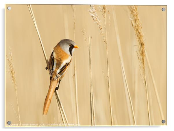 Bearded tit on a reed stem Acrylic by Keith Bowser