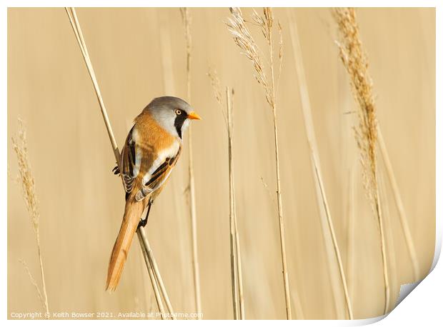 Bearded tit on a reed stem Print by Keith Bowser