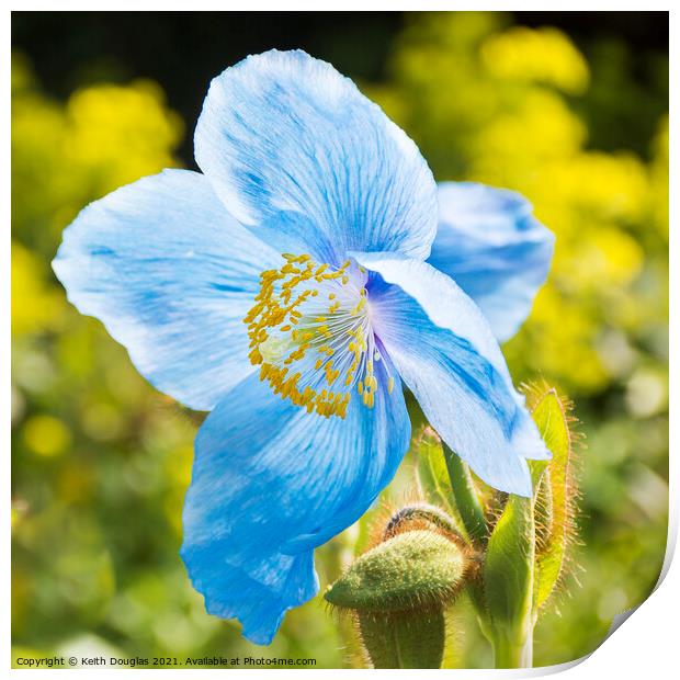Himalayan Blue Poppy - Meconopsis Grandis Print by Keith Douglas