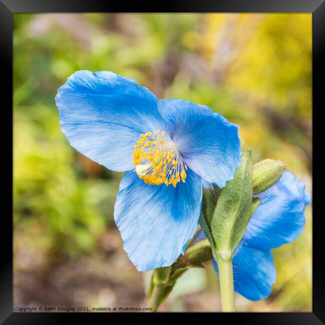 Himalayan Blue Poppy - Meconopsis Grandis Framed Print by Keith Douglas