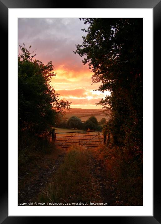 Golden Hour in the Countryside Framed Mounted Print by Antony Robinson
