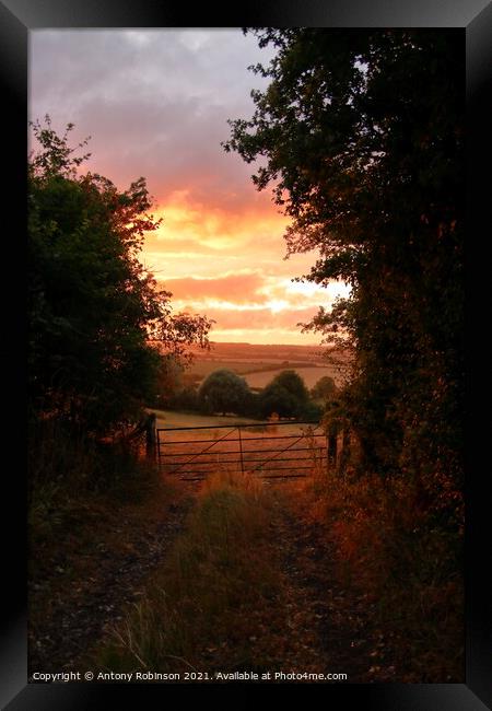 Golden Hour in the Countryside Framed Print by Antony Robinson