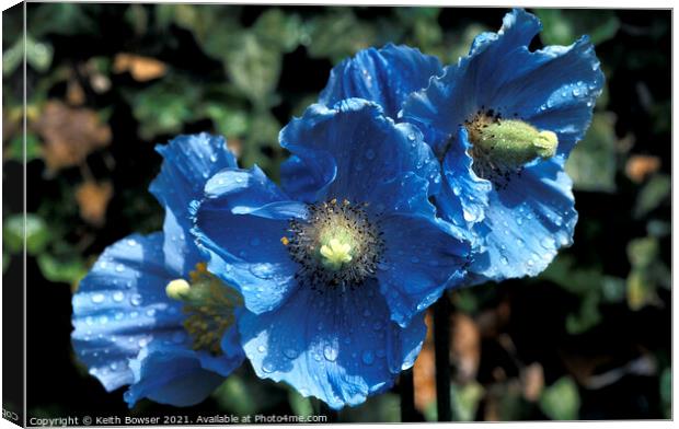 3 Blue poppies Canvas Print by Keith Bowser