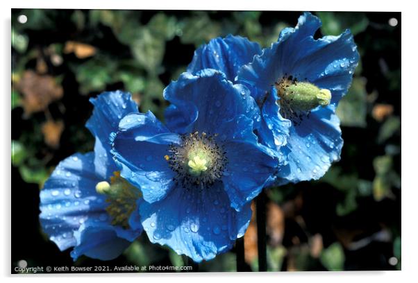 3 Blue poppies Acrylic by Keith Bowser