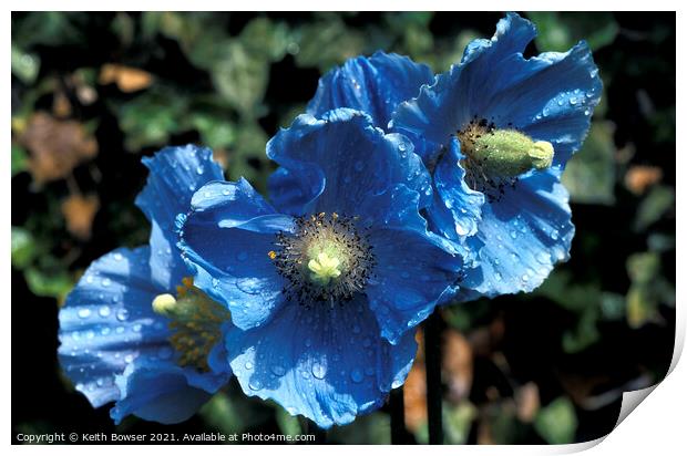 3 Blue poppies Print by Keith Bowser