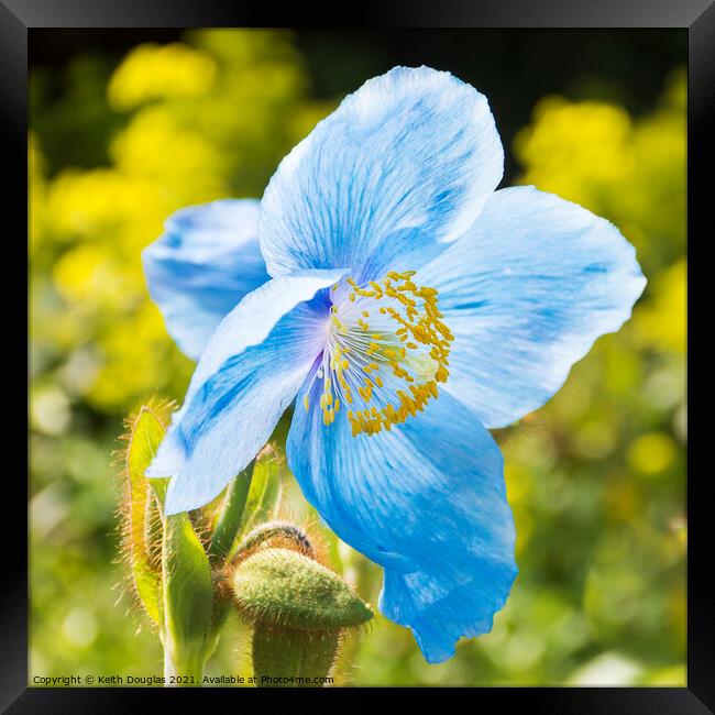 Himalayan Blue Poppy - Meconopsis Grandis Framed Print by Keith Douglas