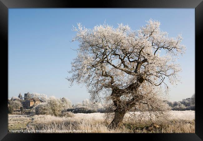 Tree covered in frost Framed Print by Keith Bowser