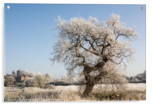 Tree covered in frost Acrylic by Keith Bowser