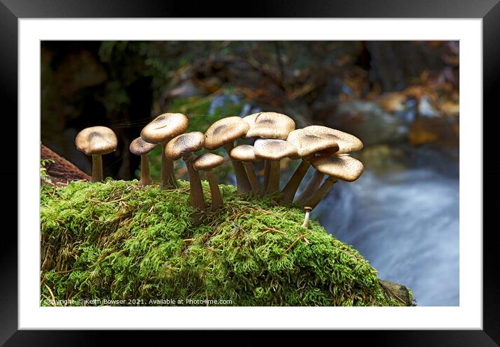 Dark Honey fungi  Framed Mounted Print by Keith Bowser