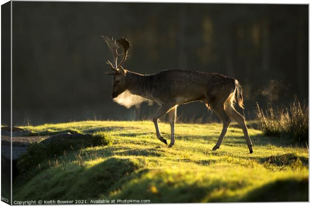 Male Fallow deer  Canvas Print by Keith Bowser