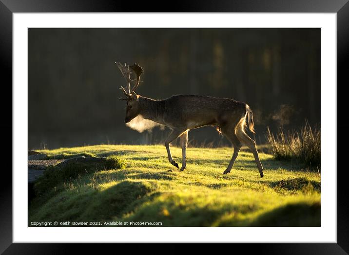Male Fallow deer  Framed Mounted Print by Keith Bowser