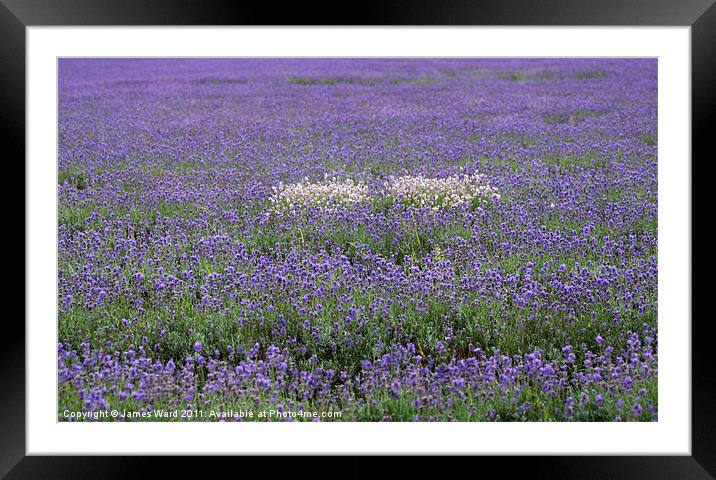 Lavender field 2 Framed Mounted Print by James Ward