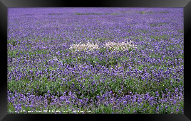 Lavender field 2 Framed Print by James Ward