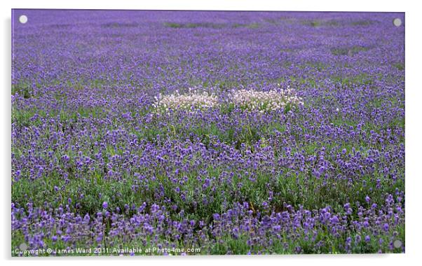 Lavender field 2 Acrylic by James Ward