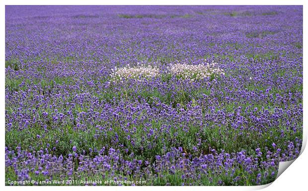 Lavender field 2 Print by James Ward