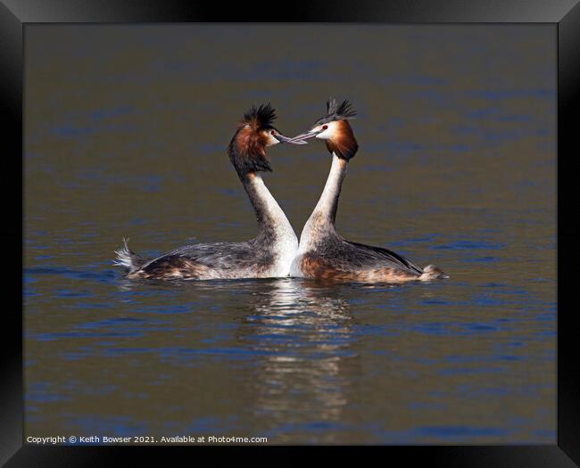 Great Crested Grebes courting Framed Print by Keith Bowser