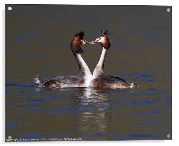 Great Crested Grebes courting Acrylic by Keith Bowser