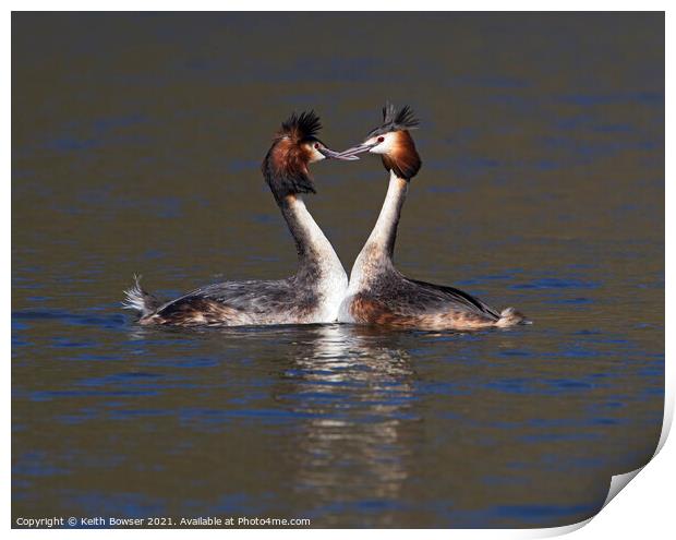 Great Crested Grebes courting Print by Keith Bowser