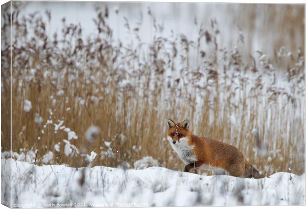 Red Fox hunting in snow Canvas Print by Keith Bowser