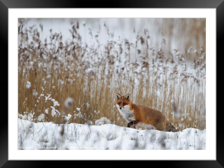 Red Fox hunting in snow Framed Mounted Print by Keith Bowser