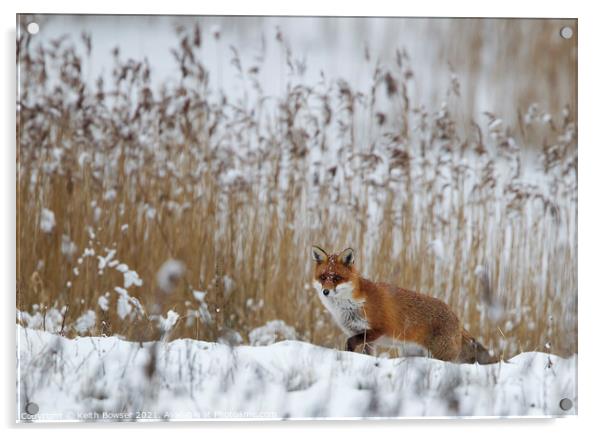 Red Fox hunting in snow Acrylic by Keith Bowser