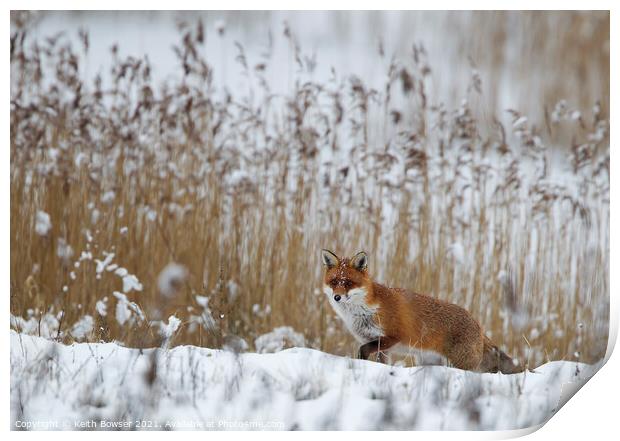 Red Fox hunting in snow Print by Keith Bowser