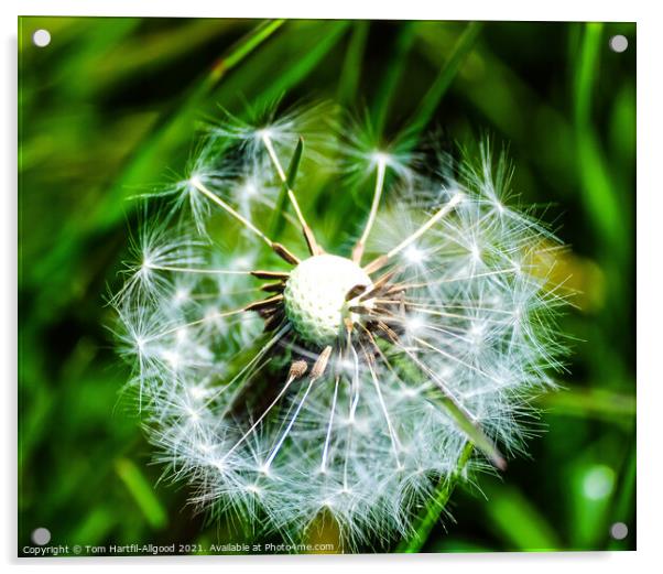 Dandelion  Acrylic by Tom Hartfil-Allgood