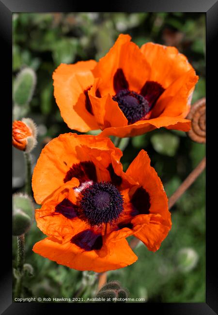 Double Poppies  Framed Print by Rob Hawkins