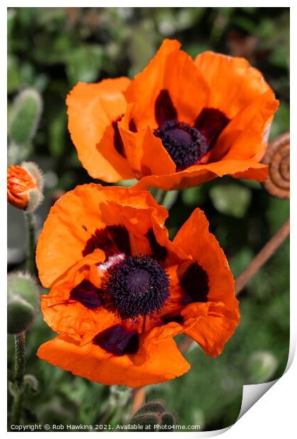Double Poppies  Print by Rob Hawkins