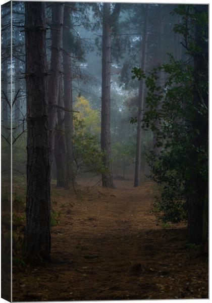 Clearing in the Woods Canvas Print by Dave Harbon