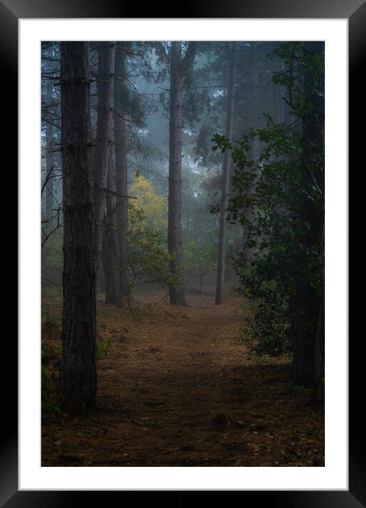 Clearing in the Woods Framed Mounted Print by Dave Harbon