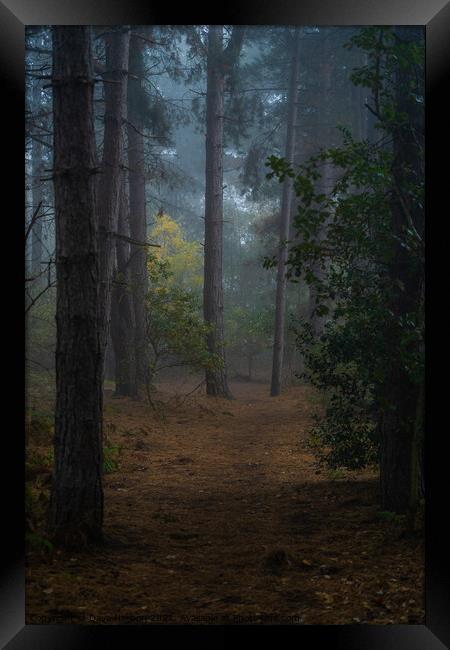 Clearing in the Woods Framed Print by Dave Harbon