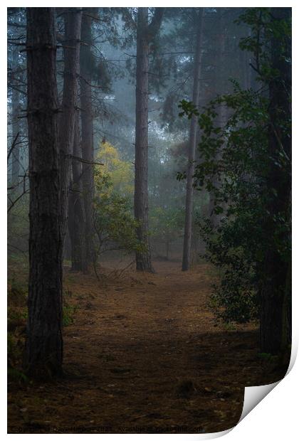 Clearing in the Woods Print by Dave Harbon