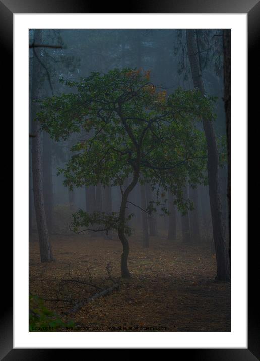 The Oak Tree Framed Mounted Print by Dave Harbon