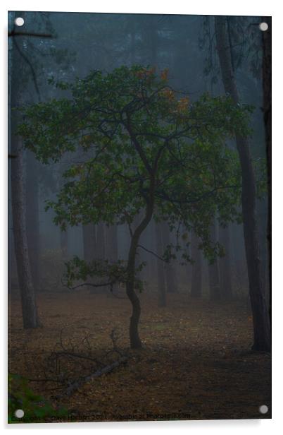 The Oak Tree Acrylic by Dave Harbon