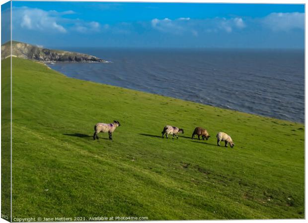 Lambs Grazing on the Cliff Tops Canvas Print by Jane Metters