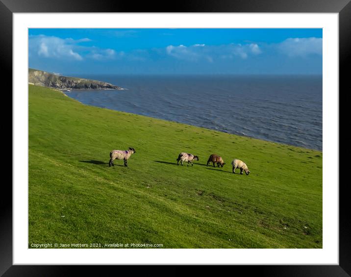 Lambs Grazing on the Cliff Tops Framed Mounted Print by Jane Metters