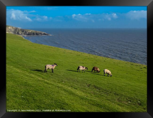 Lambs Grazing on the Cliff Tops Framed Print by Jane Metters
