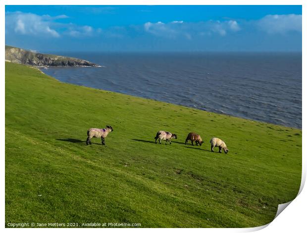 Lambs Grazing on the Cliff Tops Print by Jane Metters