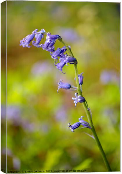 Stand out bluebell Canvas Print by Simon Johnson