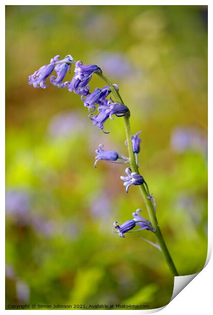 Stand out bluebell Print by Simon Johnson