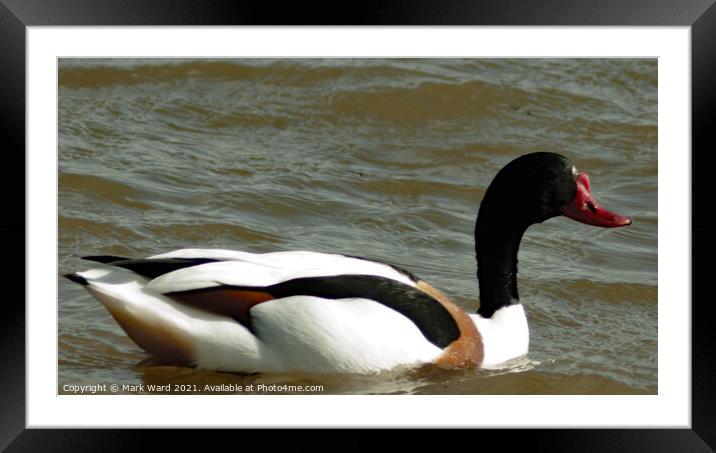 Shelduck on the Water Framed Mounted Print by Mark Ward