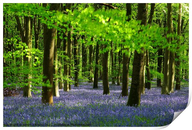 Bluebell wood Print by Simon Johnson