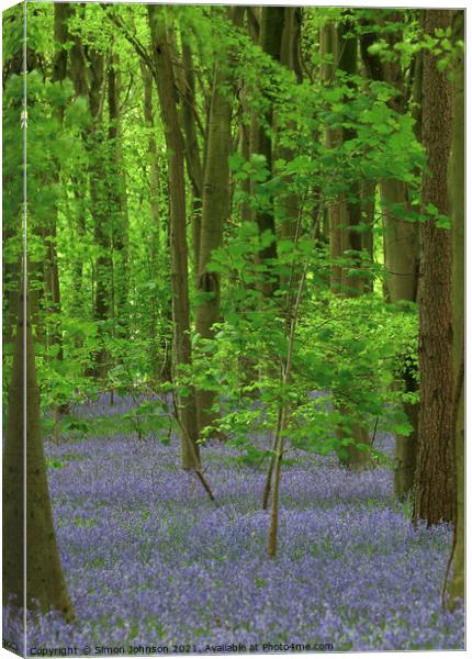 bluebells and Maple tree Canvas Print by Simon Johnson