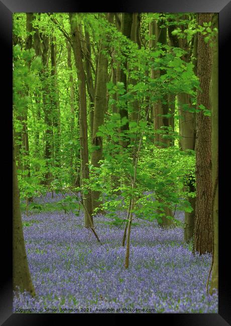 bluebells and Maple tree Framed Print by Simon Johnson
