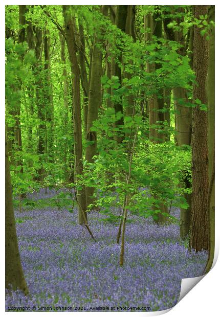 bluebells and Maple tree Print by Simon Johnson