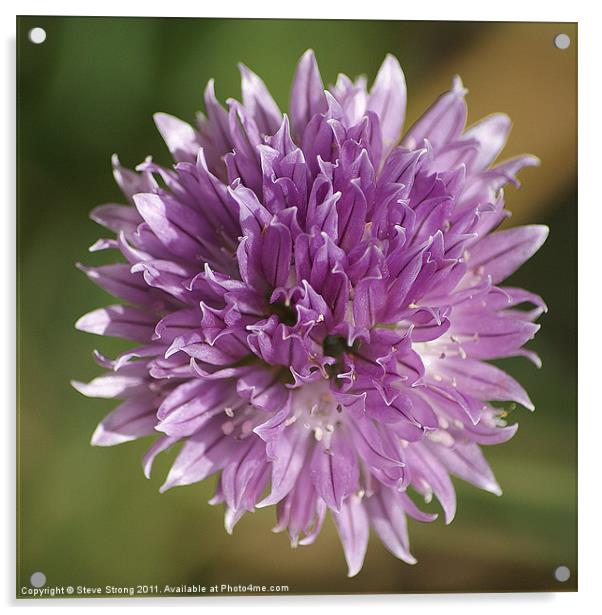 Chive Flower Acrylic by Steve Strong