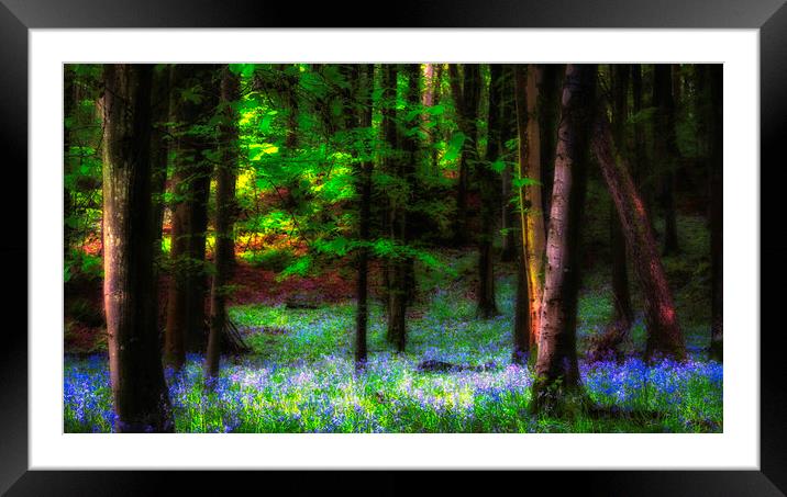 Bluebell woods Framed Mounted Print by Kevin Elias