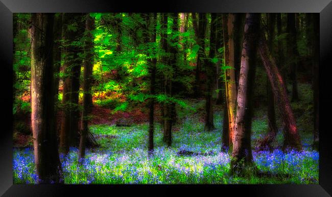 Bluebell woods Framed Print by Kevin Elias